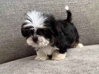 Rex, imperial , a male Shih Tzu for sale in Lexington, KY – Photo 6 of 7