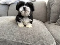 Rex, imperial , a male Shih Tzu for sale in Lexington, KY – Photo 5 of 7