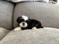 Rex, imperial , a male Shih Tzu for sale in Lexington, KY – Photo 4 of 7