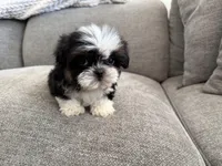 Rex, imperial , a male Shih Tzu for sale in Lexington, KY – Photo 7 of 7