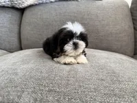 Rex, imperial , a male Shih Tzu for sale in Lexington, KY – Photo 2 of 7