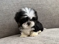 Rex, imperial , a male Shih Tzu for sale in Lexington, KY – Photo 3 of 7