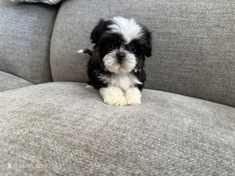 Rex, imperial  – Shih Tzu puppy for sale in Lexington, KY