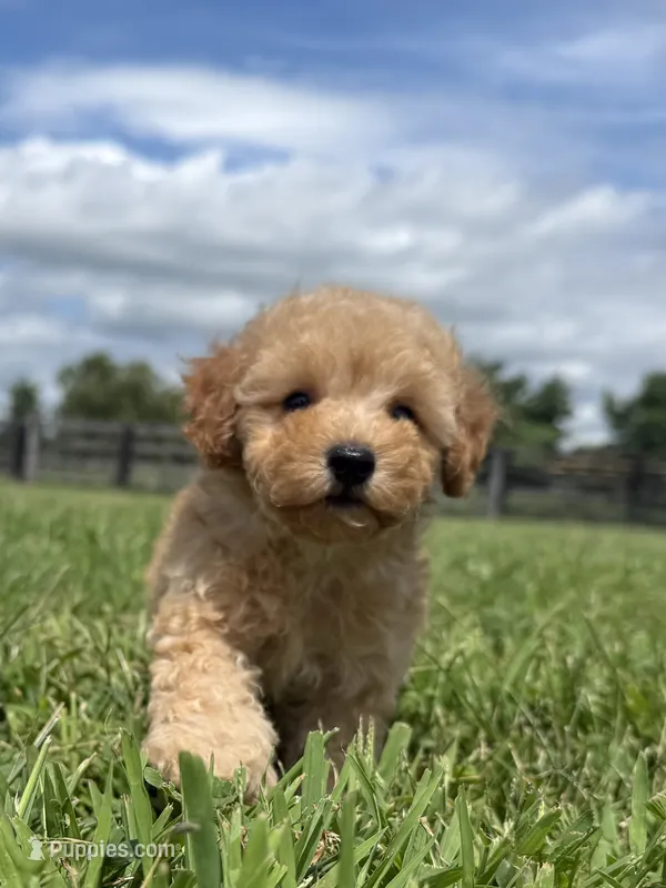 Sully – Poodle - Toy , Poodle - Miniature  puppy for sale in Lexington, KY