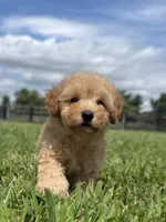 Sully, a male Poodle - Toy  and Poodle - Miniature  for sale in Lexington, KY – 1 of 4