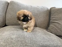 Fergus, a male Pekingese for sale in Lexington, KY – 6 of 7