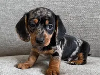 Lumpy , a male Dachshund and Miniature Dachshund for sale in Lexington, KY – Photo 1 of 6