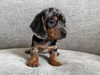 Lumpy , a male Dachshund and Miniature Dachshund for sale in Lexington, KY – Photo 4 of 6