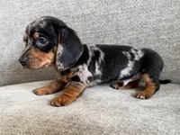 Lumpy , a male Dachshund and Miniature Dachshund for sale in Lexington, KY – Photo 6 of 6