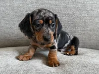 Lumpy , a male Dachshund and Miniature Dachshund for sale in Lexington, KY – Photo 3 of 6
