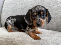 Lumpy , a male Dachshund and Miniature Dachshund for sale in Lexington, KY – Photo 5 of 6
