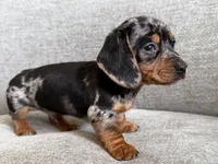 Lumpy , a male Dachshund and Miniature Dachshund for sale in Lexington, KY – Photo 2 of 6