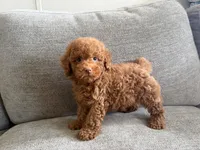 Boris, a male Poodle - Toy  and Poodle - Miniature  for sale in Lexington, KY – 4 of 5