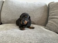 Boss Hoss, a male Dachshund for sale in Lexington, KY – 5 of 5