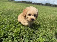 Mazie, a female Poodle - Toy  and Poodle - Miniature  for sale in Lexington, KY – 5 of 5
