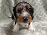Lexie, a female Dachshund and Miniature Dachshund for sale in Lexington, KY – 4 of 10