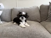 Rex , a male Shih Tzu for sale in Lexington, KY – 4 of 5