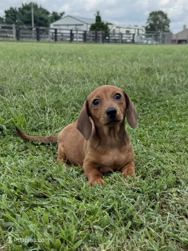 Sandy – Dachshund, Miniature Dachshund puppy for sale in Lexington, KY