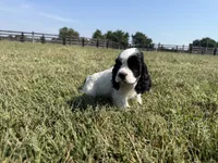 Jack, a male Cocker Spaniel for sale in Lexington, KY – 5 of 6