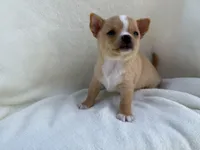 Charlie , a male Chihuahua for sale in Lexington, KY – 5 of 8