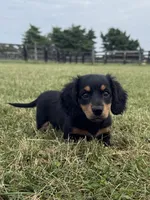 Molly-AKc , a female Dachshund and Miniature Dachshund for sale in Lexington, KY – 3 of 5