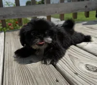 Betty , a female Shih Tzu for sale in Lexington, KY – 5 of 6