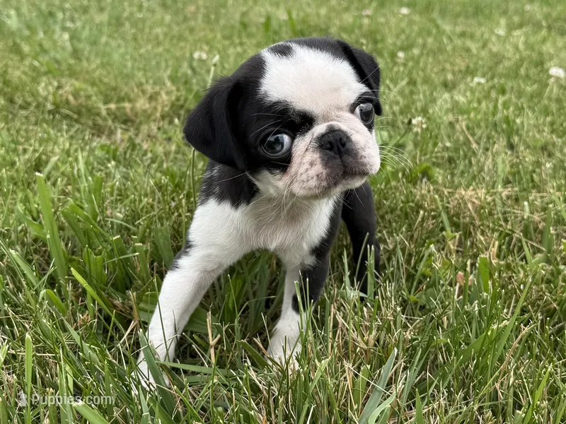 Panda – Pug puppy for sale in Lexington, KY
