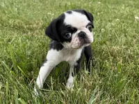 Panda, a female Pug for sale in Lexington, KY – 1 of 6