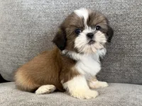 Presley, a female Shih Tzu for sale in Lexington, KY – 2 of 6