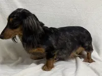 Gilbert , a male Dachshund and Miniature Dachshund for sale in Lexington, KY – Photo 9 of 9