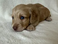 Gilbert , a male Dachshund and Miniature Dachshund for sale in Lexington, KY – Photo 5 of 9