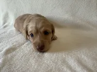 Gilbert , a male Dachshund and Miniature Dachshund for sale in Lexington, KY – Photo 7 of 9