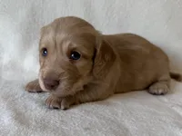 Gilbert , a male Dachshund and Miniature Dachshund for sale in Lexington, KY – Photo 1 of 9