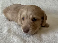Gilbert , a male Dachshund and Miniature Dachshund for sale in Lexington, KY – Photo 3 of 9