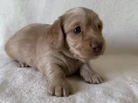 Gilbert , a male Dachshund and Miniature Dachshund for sale in Lexington, KY – Photo 2 of 9