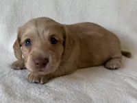 Gilbert , a male Dachshund and Miniature Dachshund for sale in Lexington, KY – Photo 4 of 9