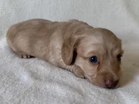 Gilbert , a male Dachshund and Miniature Dachshund for sale in Lexington, KY – Photo 6 of 9
