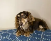 Gilbert , a male Dachshund and Miniature Dachshund for sale in Lexington, KY – Photo 8 of 9