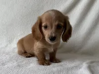 Wonka , a male Dachshund and Miniature Dachshund for sale in Lexington, KY – 3 of 3