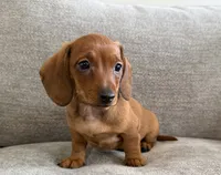 Slinky , a male Dachshund and Miniature Dachshund for sale in Lexington, KY – 4 of 6