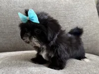 Betty , a female Shih Tzu for sale in Lexington, KY – 3 of 6