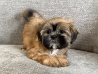 Marshall, a male Shih Tzu for sale in Lexington, KY – 2 of 5