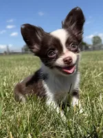Chip, a male Chihuahua for sale in Lexington, KY – 6 of 9