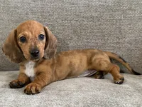 Daisy, a female Dachshund and Miniature Dachshund for sale in Lexington, KY – 3 of 5