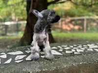 Daphne, a female Chinese Crested for sale in Lexington, KY – 8 of 10