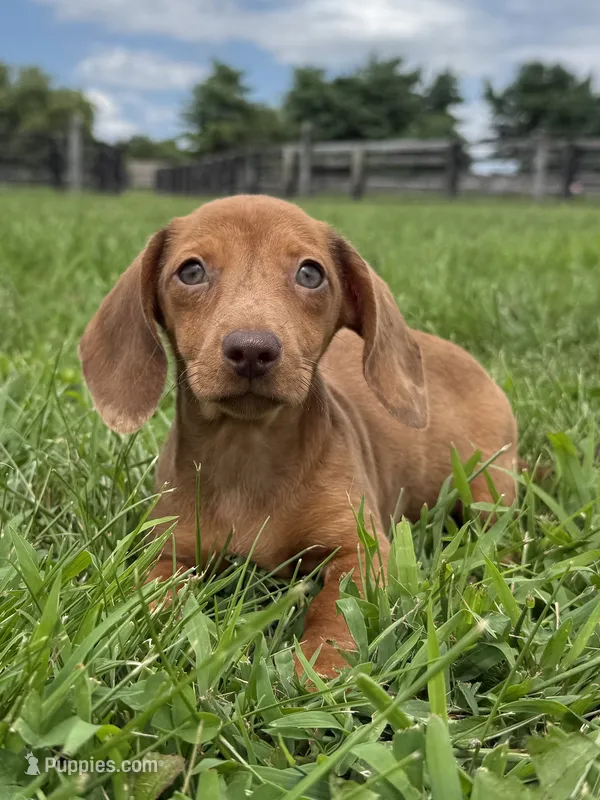  Violet – Dachshund, Miniature Dachshund puppy for sale in Lexington, KY