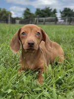  Violet, a female Dachshund and Miniature Dachshund for sale in Lexington, KY – 1 of 6