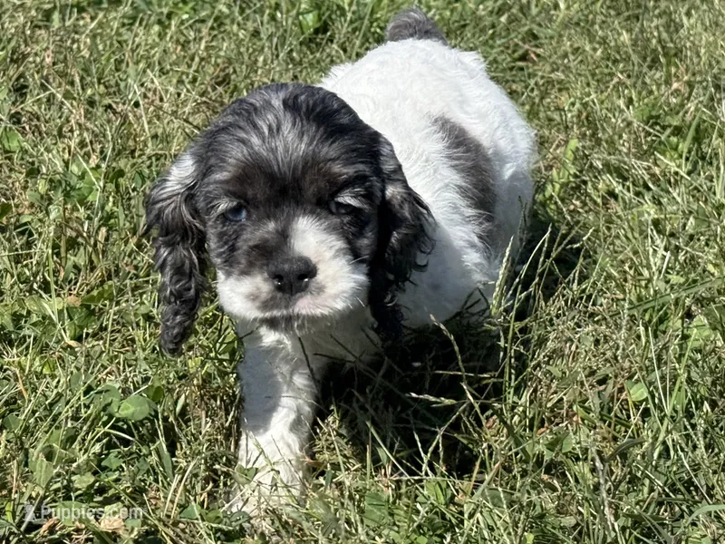 Pickles  – Cocker Spaniel puppy for sale in Lexington, KY