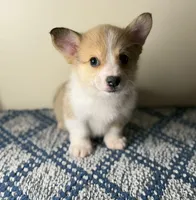 Billy, a male Pembroke Welsh Corgi for sale in Lexington, KY – Photo 3 of 5