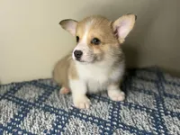 Billy, a male Pembroke Welsh Corgi for sale in Lexington, KY – Photo 5 of 5